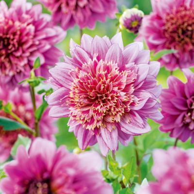 DAHLIA MAMBO - 1 BULBE