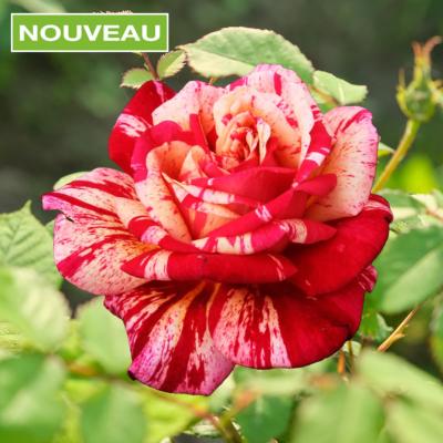 ROSIER BUISSON BROCELIANDE ®- LE ROSIER