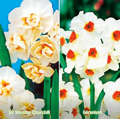 OFFRE 10 BULBES NARCISSES PLURIFLORES