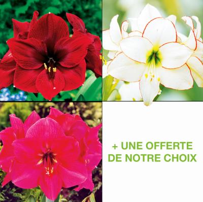 OFFRE 3 AMARYLLIS + UNE  OFFERTE