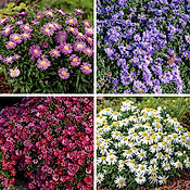 ASTERS DUMOSUS - Marguerite d'Automne - LOT DE 6