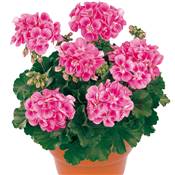 GERANIUM ZONALE ROSE VIF - 3 GODETS