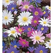 ANEMONE BLANDA - 20 BULBES