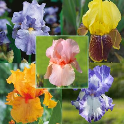 OFFRE 5 IRIS DES JARDINS