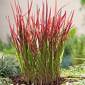 IMPERATA RED BARON - 3 GODETS