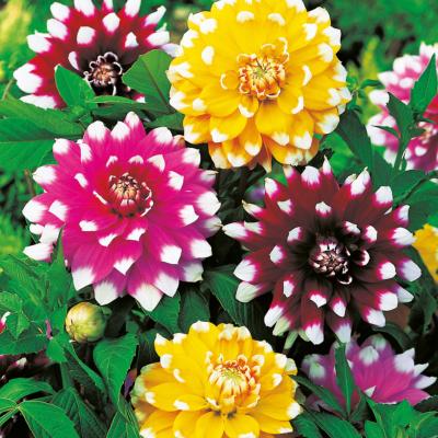 MELANGE DAHLIAS DECORATIFS - 3 BULBES