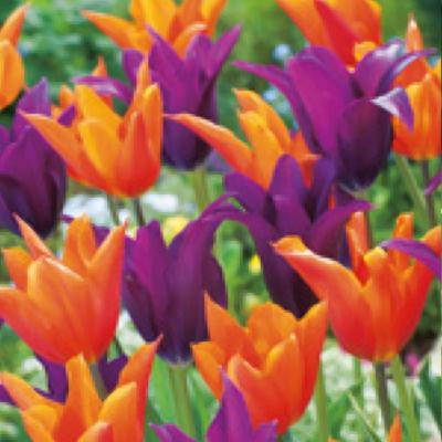 DUO TULIPES FLEURS DE LYS FRUITY- 20 BULBES
