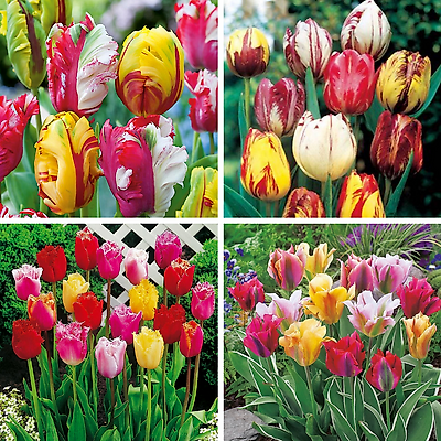 COLLECTION 40 TULIPES
