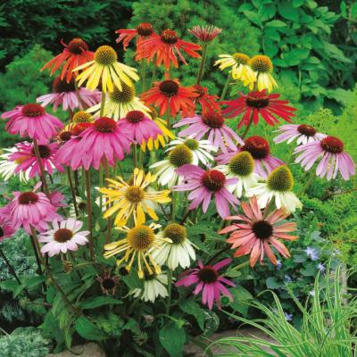 ECHINACEA CHEYENNE SPIRIT-  6 GODETS