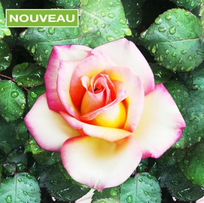 ROSIER BUISSON SWEET EUREKA® MEIHOZIHAS - LE ROSIER