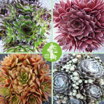 OFFRE SPÉCIALE DE 4 SEMPERVIVUM