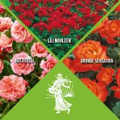 COLLECTION 7 ROSIERS POLYANTHAS