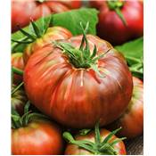 TOMATE NOIRE RUSSE CHARBONNEUSE - 0.1 G