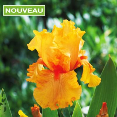 IRIS FLAMING ORANGE - LE GODET