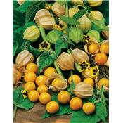 COQUERET DU PEROU PHYSALIS - 0.5 G