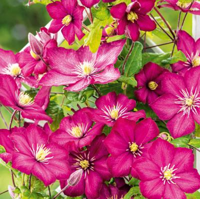 CLEMATITES- VILLE DE LYON -  PASSIFLORE - LE POT DE 1,3 L