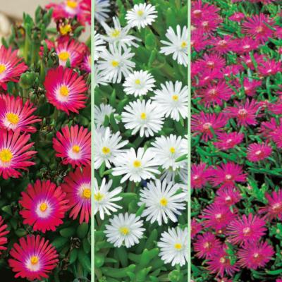 LOT DELOSPERMAS PLANTE VIVACE - 6 GODETS