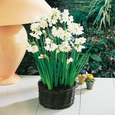 NARCISSE PAPER WHITE - 8 BULBES