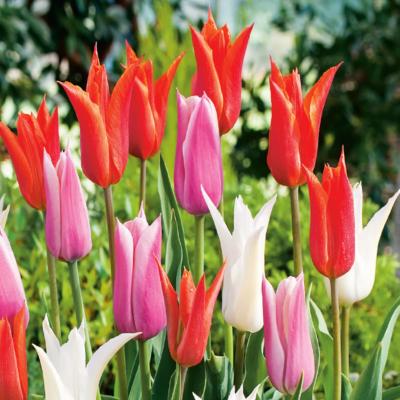 MELANGE TULIPES FLEURS DE LYS - 20 BULBES