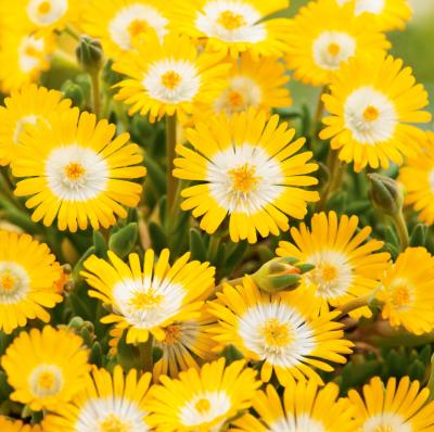 DELOSPERMA JEWEL OF DESERT Peridott - 3 GODETS