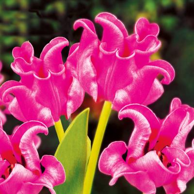 TULIPE DUO DENTELLES - 10 BULBES