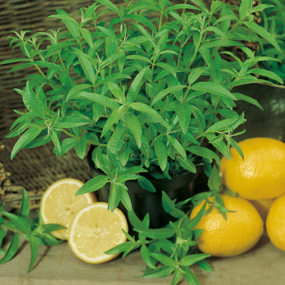 VERVEINE CITRONNELLE - LOT DE 2 PLANTES