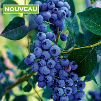 MYRTILLE BLUE CROP - POT 1,5 L