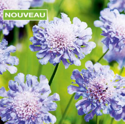 SCABIOSA COLUMBARIA BLEUE - 3 GODETS