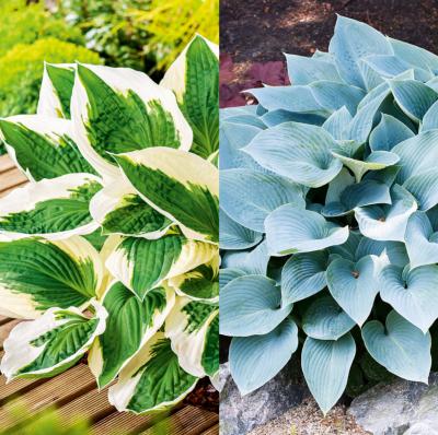 OFFRE HOSTAS - 4 GODETS