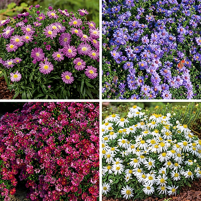 ASTERS DUMOSUS - Marguerite d'Automne - LOT DE 6