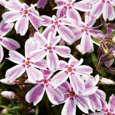 PHLOX SUBULATA CANDY STRIPES - 3 GODETS