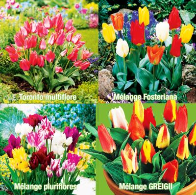 COL 40 TULIPES BOTANIQUES PLURIFLORES