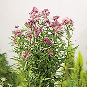 ASCLEPIAS INCARNATA - 3 GODETS