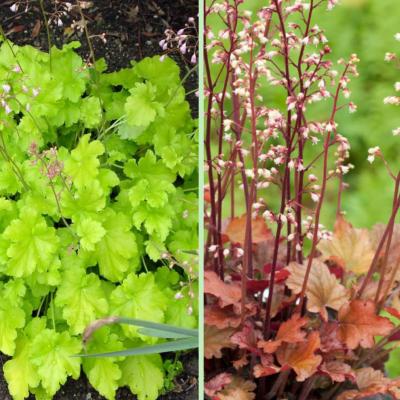 OFFRE HEUCHÉRA MICRANTHA - 2 POTS