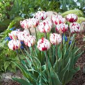 TULIPE CARNAVAL DE NICE - 10 BULBES