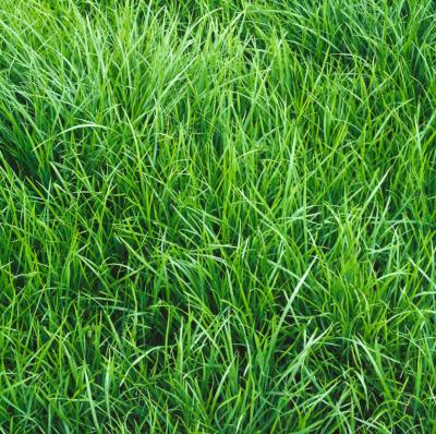 RAYGRASS ITALIE RAPIDO OU ROMULUS - 1 KG