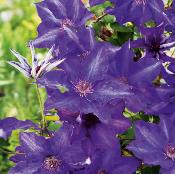 CLEMATITES- THE PRESIDENT - PASSIFLORE -  LE POT DE 1,3 L