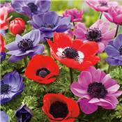 ANEMONE GEANTE DE CAEN - 15 BULBES + 5 OFFERTS