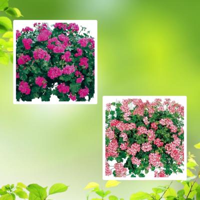 OFFRE GERANIUMS LIERRES - 6 GODETS