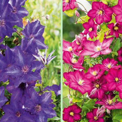 OFFRE CLEMATITES -  2 POTS 
