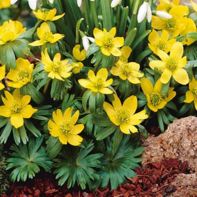ERANTHIS HYEMALIS - 10 BULBES