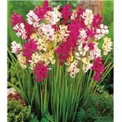 IXIA MELANGE - 15 BULBES + 5 OFFERTS