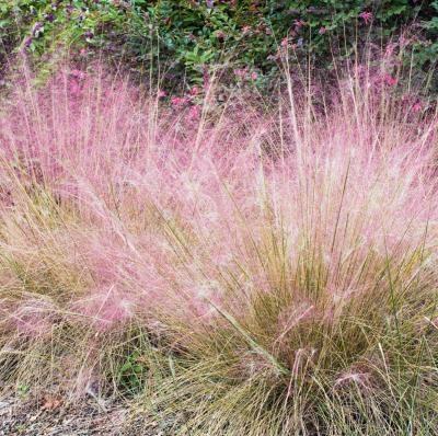 MUHLENBERGIA CAPILLARIS - 3 GODETS