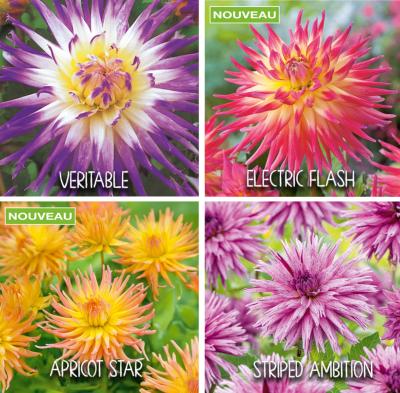 OFFRE SPECIALE DAHLIAS CACTUS - 4 BULBES