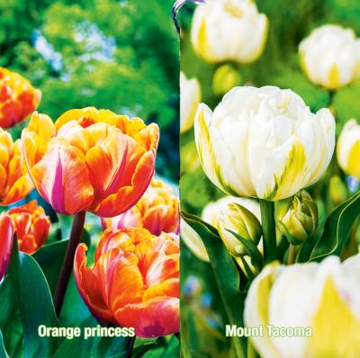 OFFRE SPECIALE - 10 BULBES TULIPES CAL 11/12