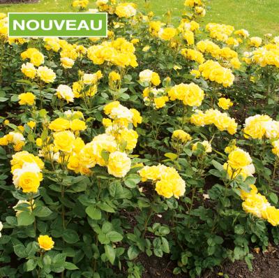 ROSIER BIJOU D'OR ® TANLEDOLG - LE ROSIER