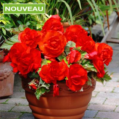 BEGONIA SUPERBA FLEURS GEANTES - 3 BULBES