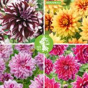 OFFRE SPECIALE DAHLIAS DECORATIFS - 4 BULBES