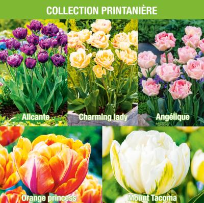 COLLECTION PRINTANIÈRE - 25 TULIPES