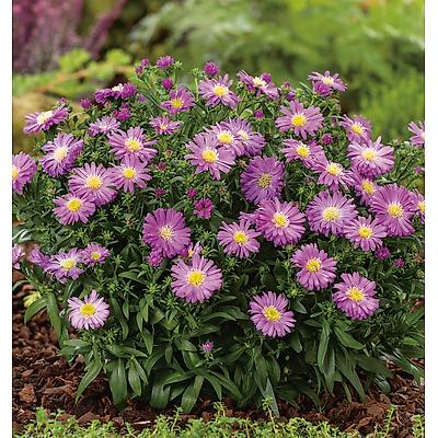 ASTER DUMOSUS - ROSE LOT DE 3 GODETS